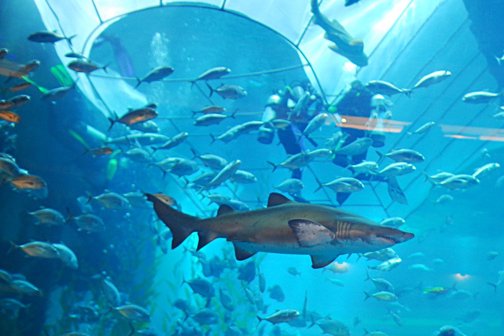 The Lost Chambers Aquarium
