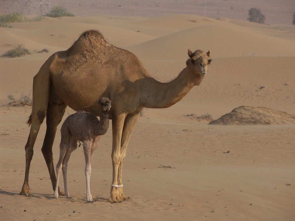 Premium Desert Safari